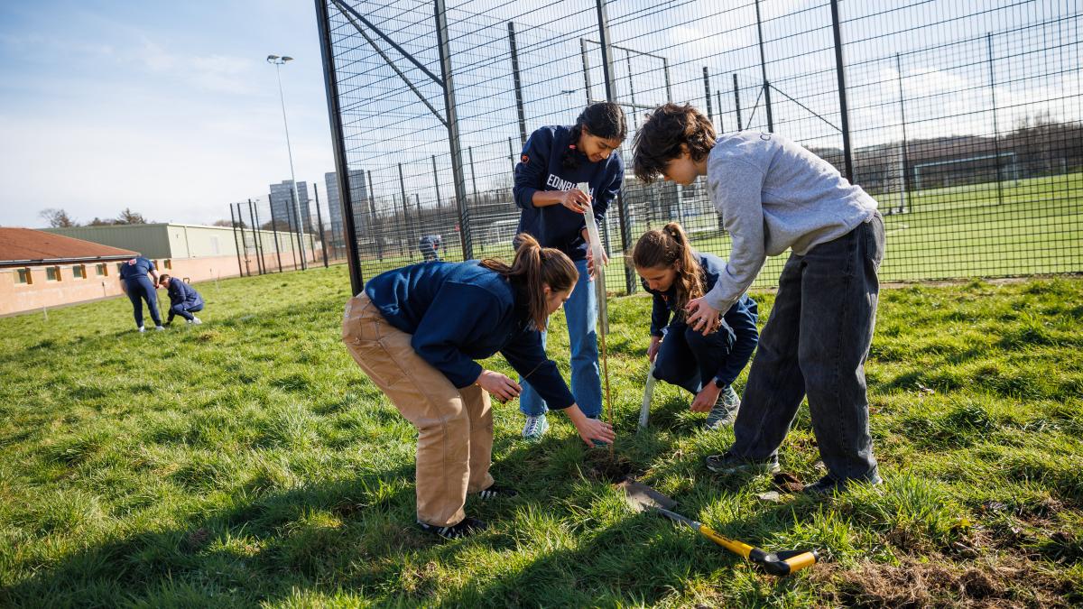 Wild peffermill tree planting
