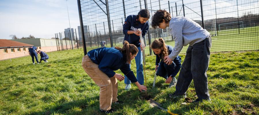 Wild peffermill tree planting